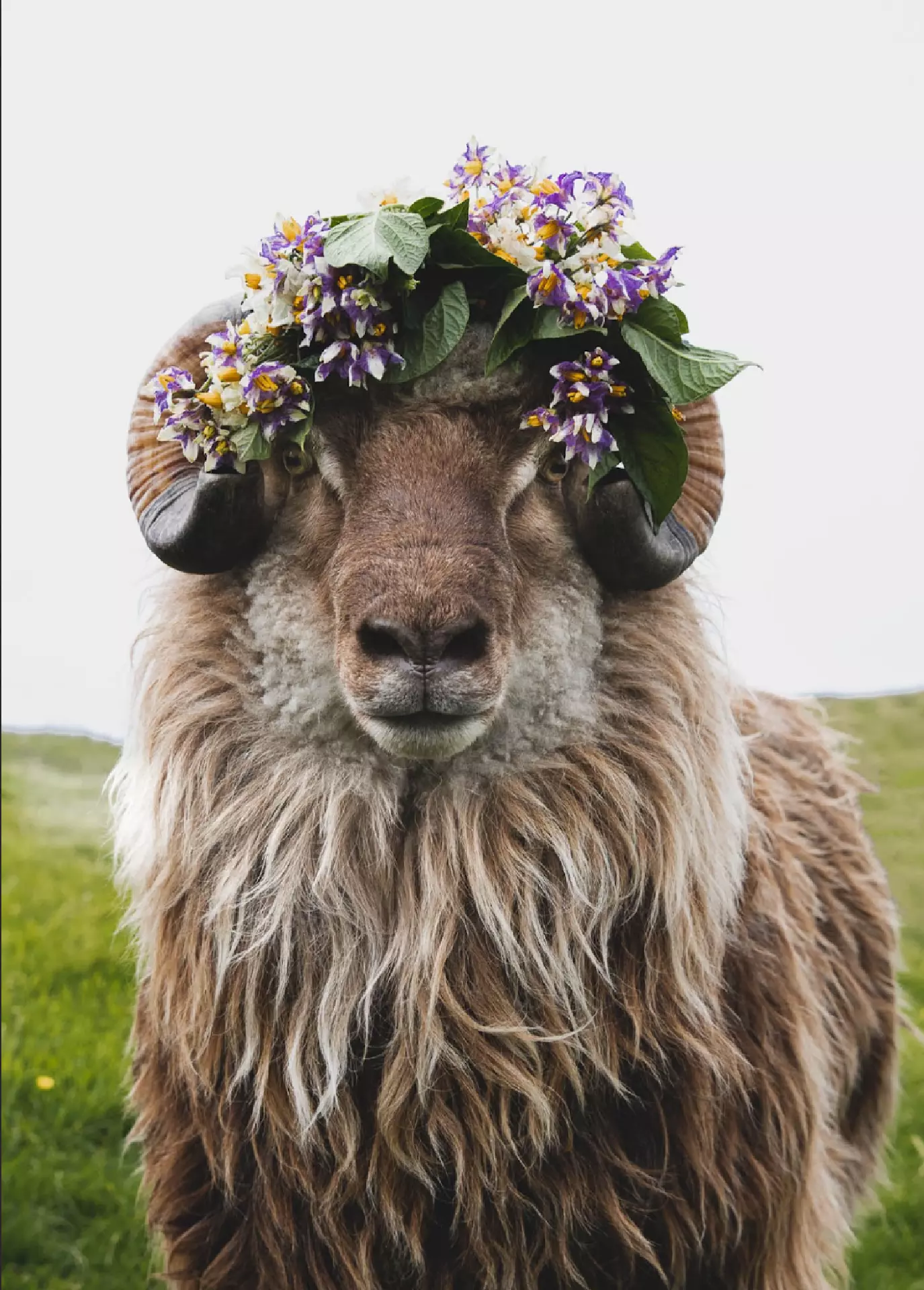 Hetta heimalambið er heimskent og hevur higartil givið garðinum umleið 150.000 krónur í inntøku, sigur Harriet. Tær stava frá plakatum, har heimalambið er modell.